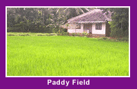 paddyfield